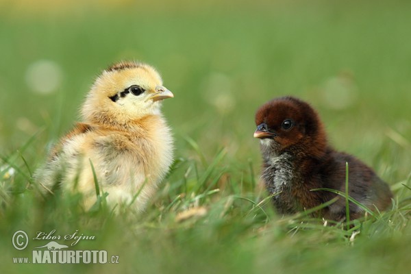 Haushuhn (Gallus domesticus)