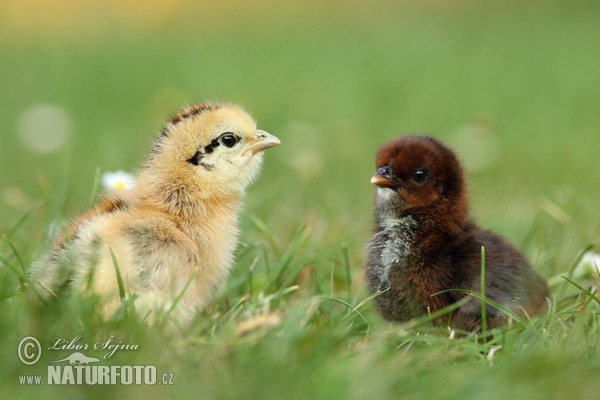 Haushuhn (Gallus domesticus)