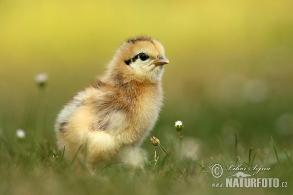 Haushuhn (Gallus domesticus)