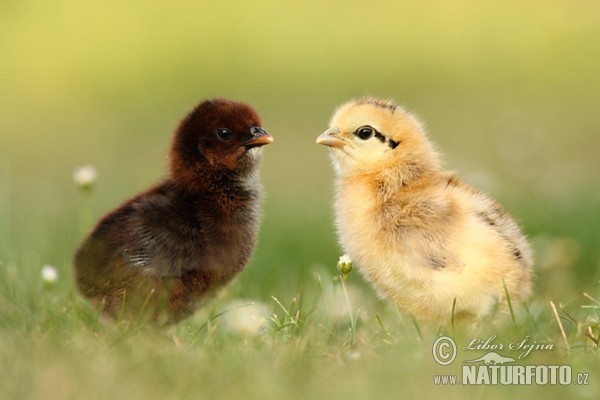 Haushuhn (Gallus domesticus)