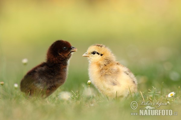 Haushuhn (Gallus domesticus)