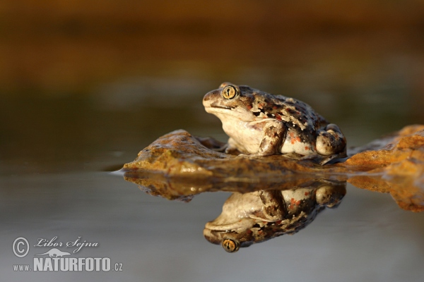 Knoblauchskrote (Pelobates fuscus)