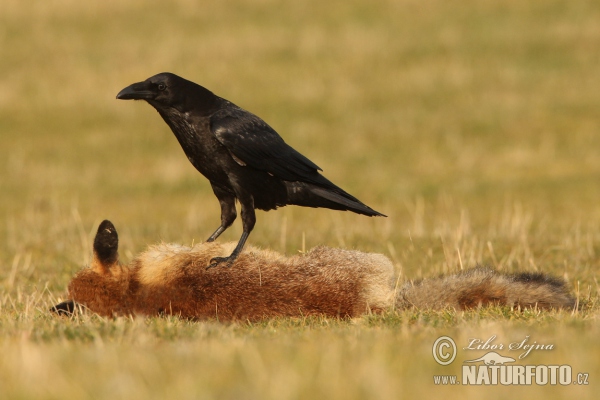 Kolkrabe (Corvus corax)