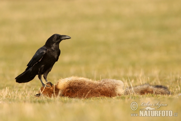 Kolkrabe (Corvus corax)