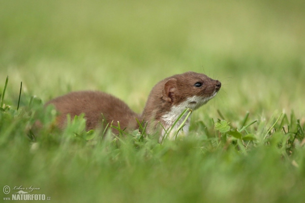 Mauswiesel (Mustela nivalis)