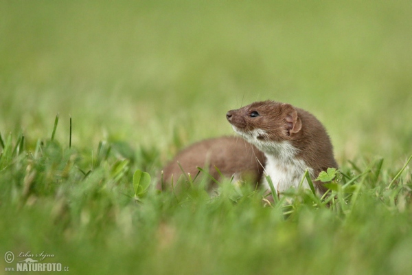 Mauswiesel (Mustela nivalis)