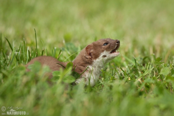 Mauswiesel (Mustela nivalis)