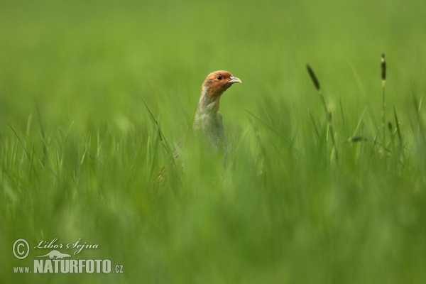 Rebhuhn (Perdix perdix)