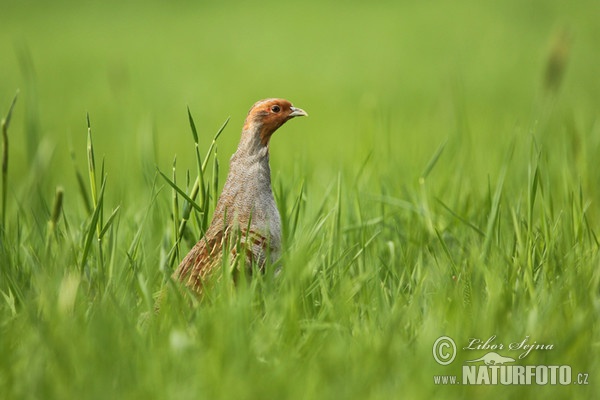 Rebhuhn (Perdix perdix)