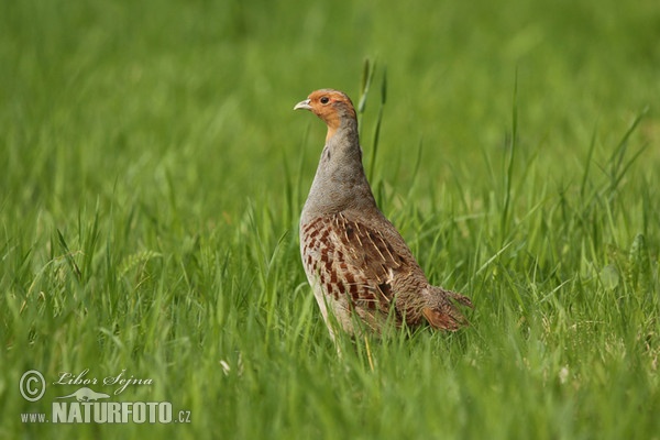 Rebhuhn (Perdix perdix)