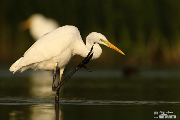 Silberreiher (Casmerodius albus)