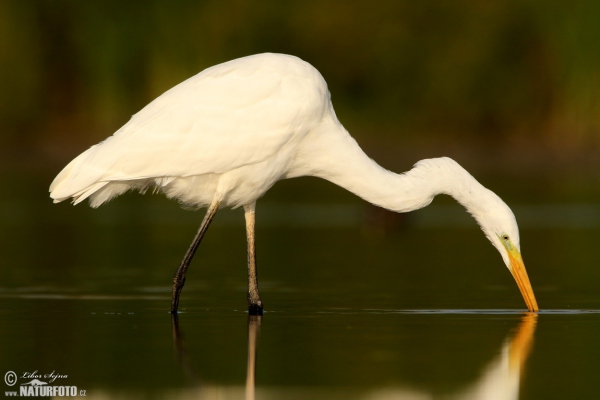 Silberreiher (Casmerodius albus)