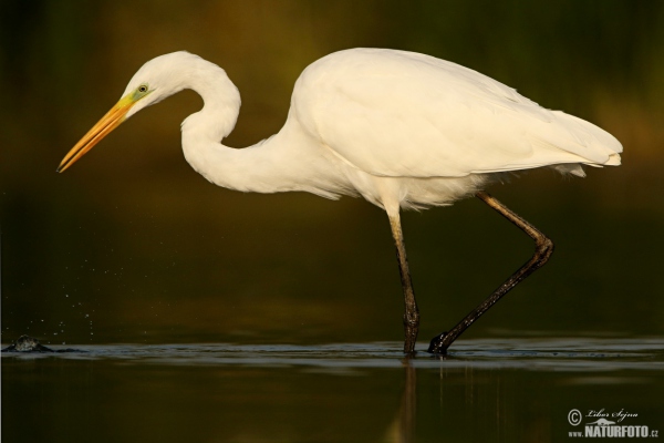 Silberreiher (Casmerodius albus)