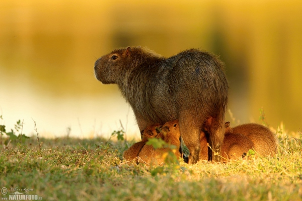 Wasserschwein (Hydrochoerus hydrochaeris)