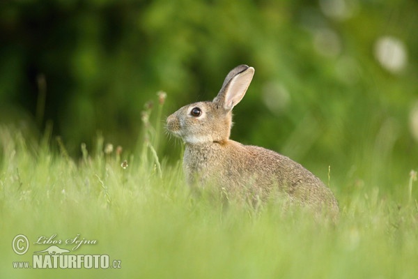 Wildkaninchen (Oryctolagus cuniculus)