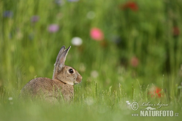 Wildkaninchen (Oryctolagus cuniculus)