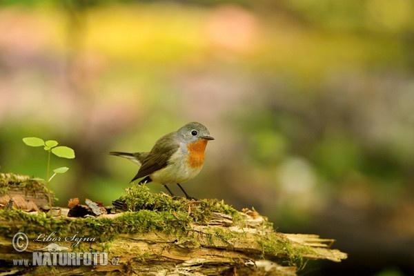 Zwergschnäpper (Ficedula parva)