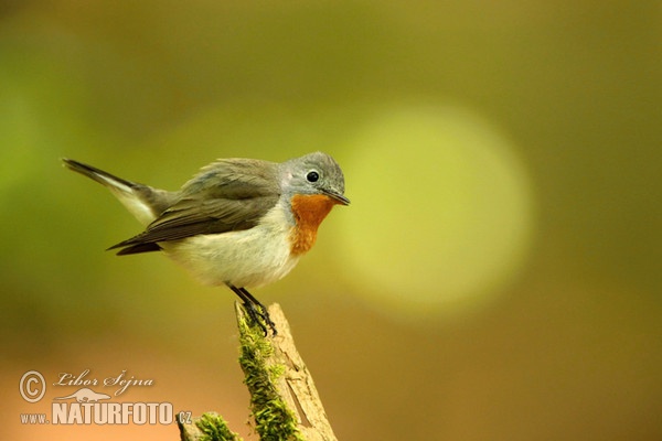 Zwergschnäpper (Ficedula parva)