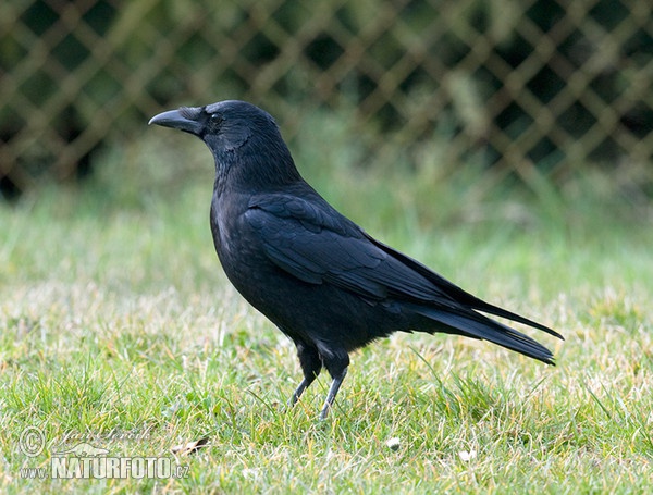 Aaskrähe (Corvus corone corone)