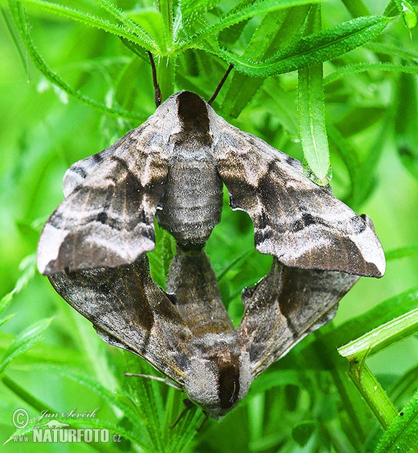 Abendpfauenauge (Smerinthus ocellata)