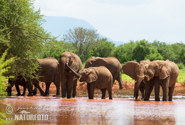 Afrikanischer Elefant (Loxodonta africana)