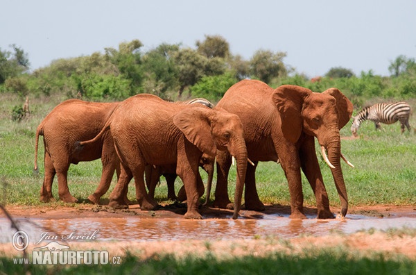 Afrikanischer Elefant (Loxodonta africana)