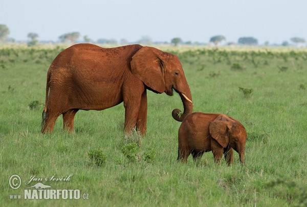 Afrikanischer Elefant (Loxodonta africana)