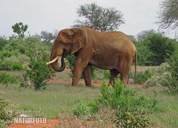 Afrikanischer Elefant (Loxodonta africana)