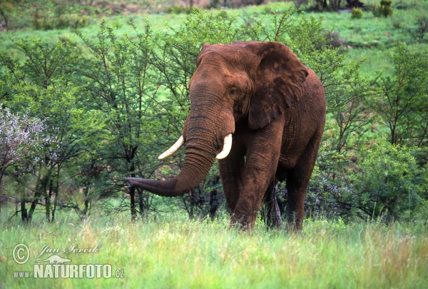 Afrikanischer Elefant (Loxodonta africana)