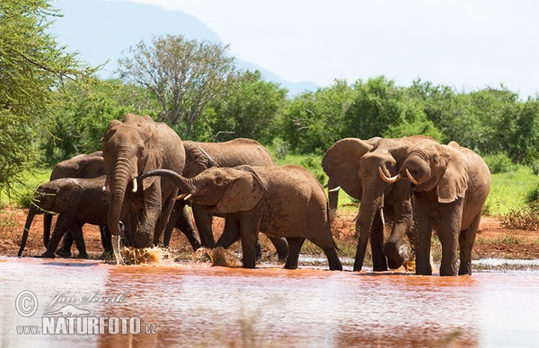 Afrikanischer Elefant (Loxodonta africana)