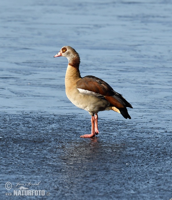 Ägyptische Gans (Alopochen aegyptiacus)