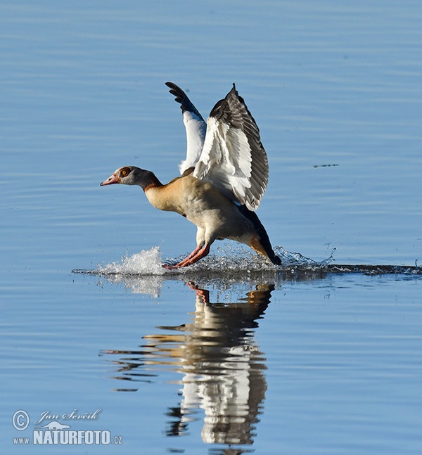 Ägyptische Gans (Alopochen aegyptiacus)