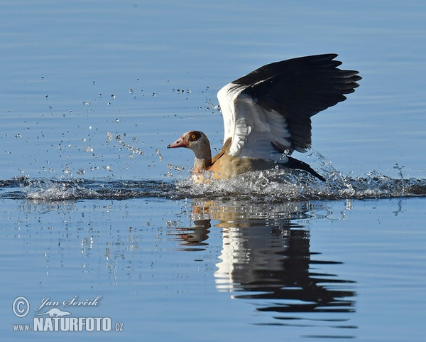 Ägyptische Gans (Alopochen aegyptiacus)