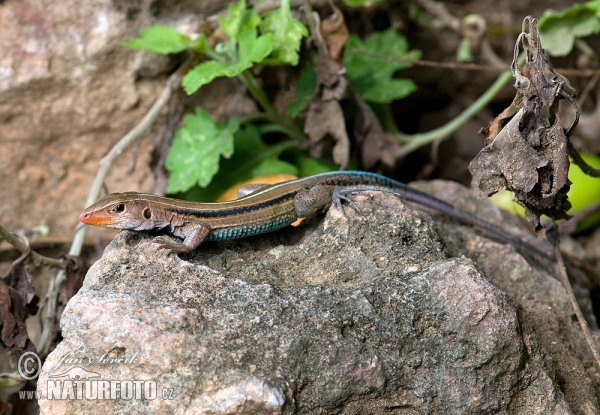 Ameiva auberi (Ameiva auberi)