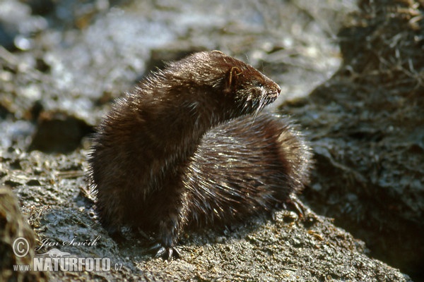 Amerikanische Nerz (Mustela vison)