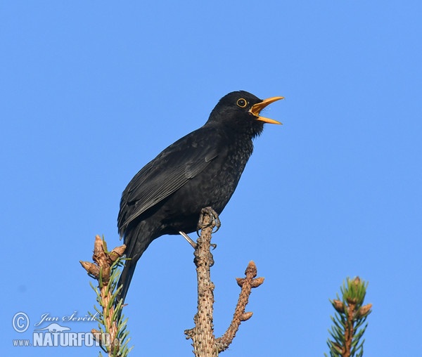 Amsel (Turdus merula)