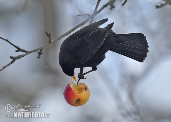 Amsel (Turdus merula)