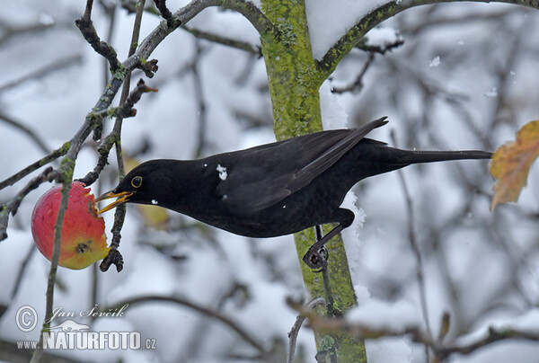 Amsel (Turdus merula)