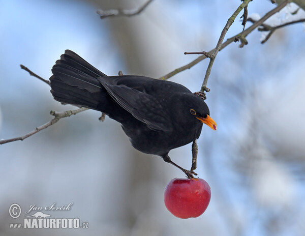 Amsel (Turdus merula)