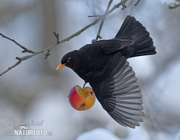 Amsel (Turdus merula)