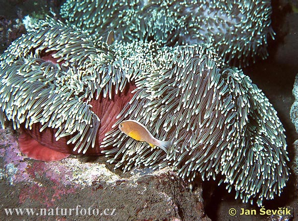 Anemone (Sea Anemone)