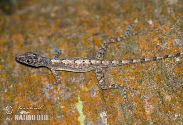 Anole (Anolis argenteolus)