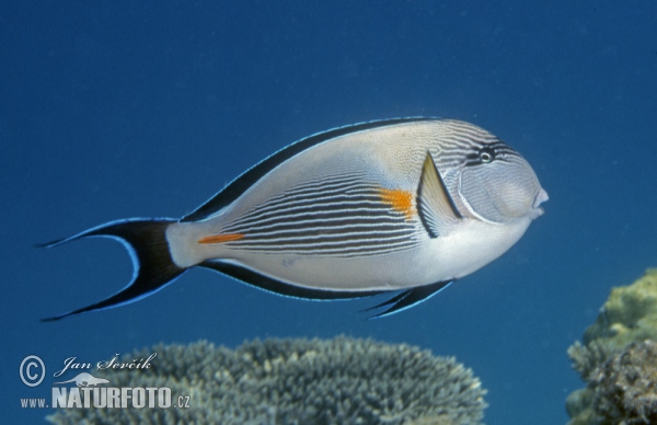 Arabischer Doktorfisch (Acanthurus sohal)