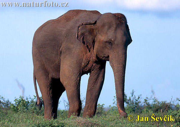 Asiatische Elefant (Elephas maximus)