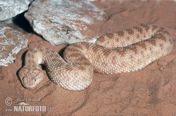 Avicennanviper (Cerastes vipera)