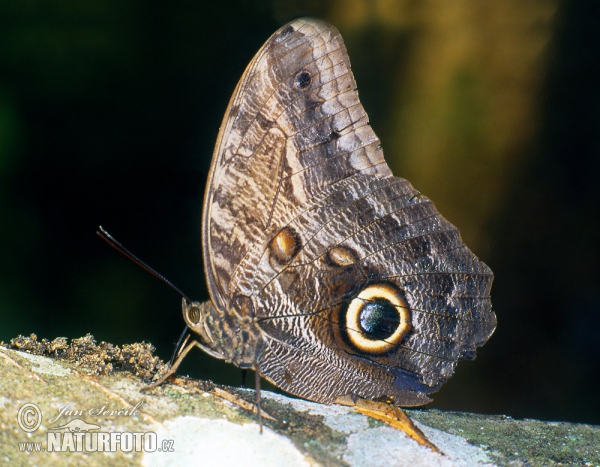 Babnanenfalter (Caligo memnon)