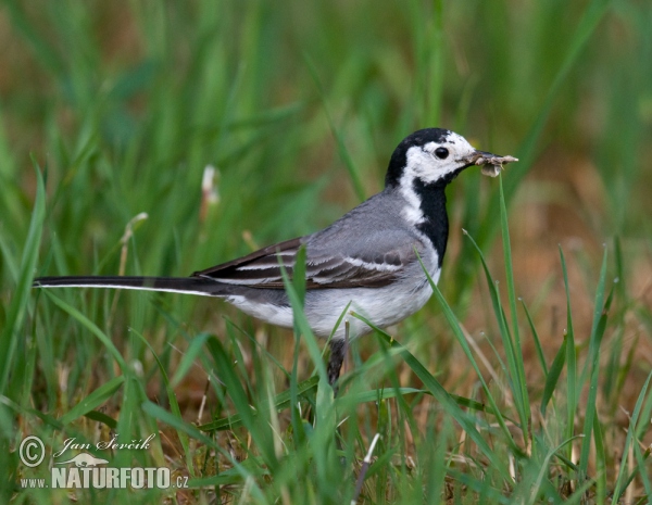 Bachstelze (Motacilla alba)