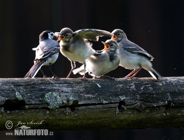 Bachstelze (Motacilla alba)