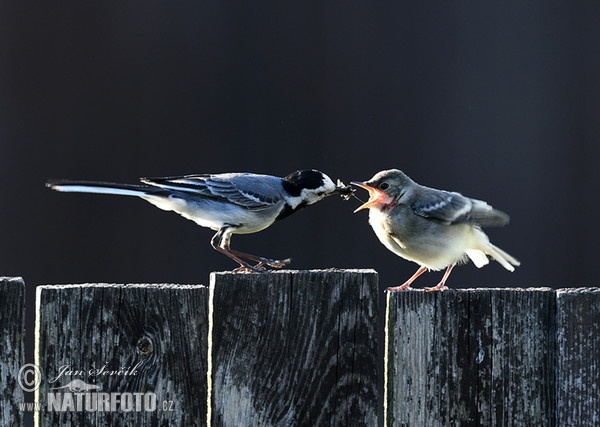 Bachstelze (Motacilla alba)