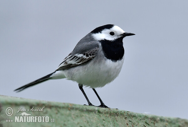 Bachstelze (Motacilla alba)